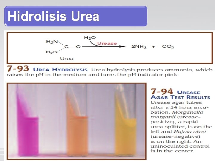 Hidrolisis Urea 