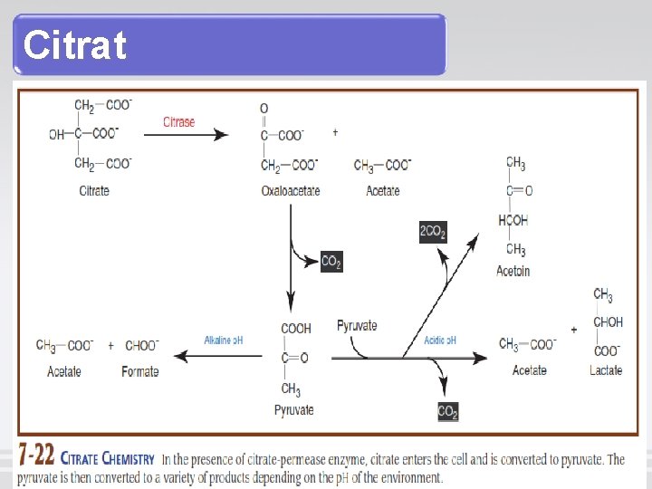 Citrat 