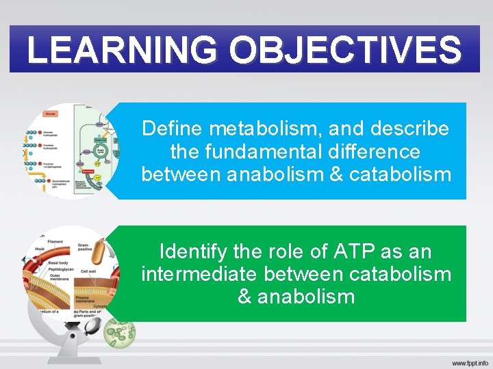 LEARNING OBJECTIVES Define metabolism, and describe the fundamental difference between anabolism & catabolism Identify