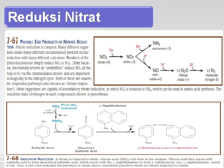 Reduksi Nitrat 