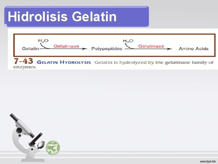 Hidrolisis Gelatin 