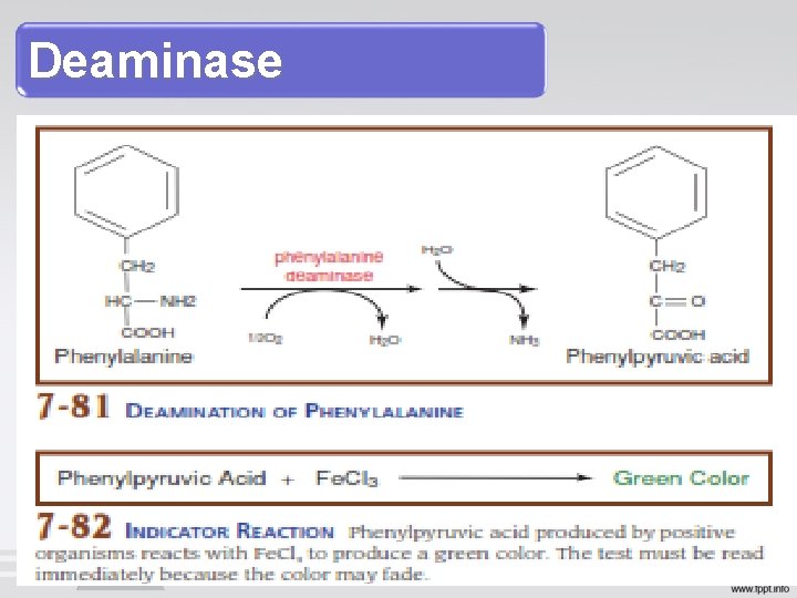 Deaminase 