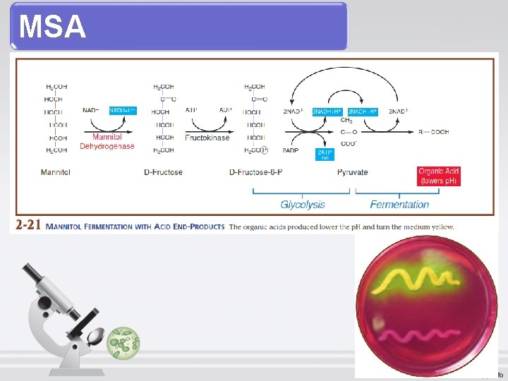 MSA 