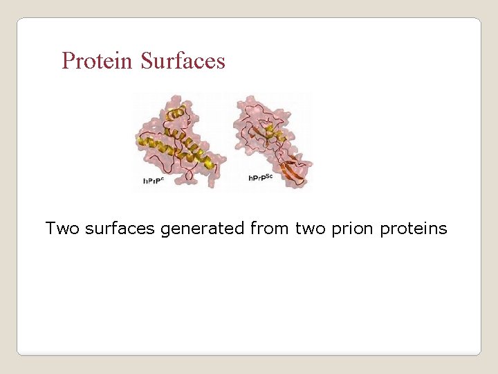 Protein Surfaces Two surfaces generated from two prion proteins 