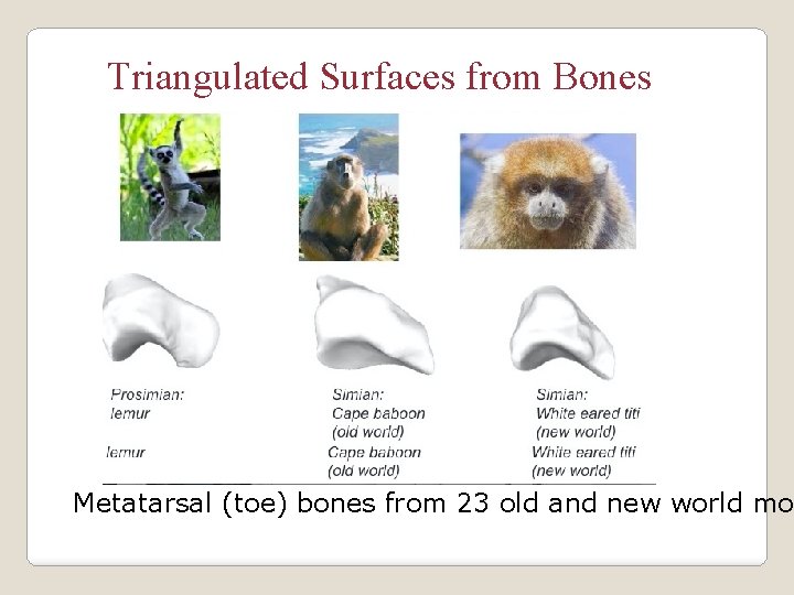 Triangulated Surfaces from Bones Metatarsal (toe) bones from 23 old and new world mo