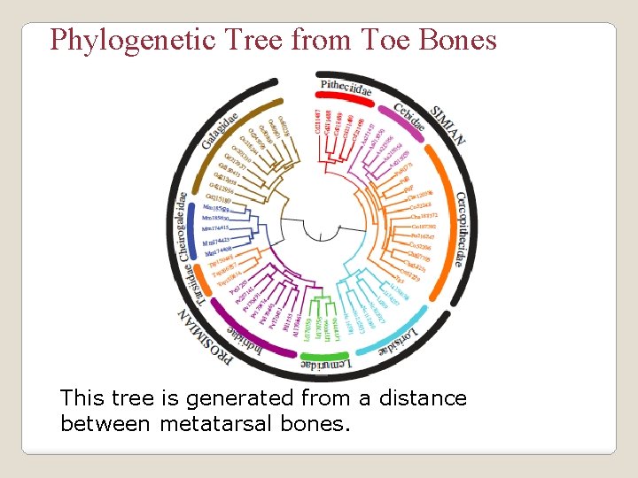 Phylogenetic Tree from Toe Bones This tree is generated from a distance between metatarsal