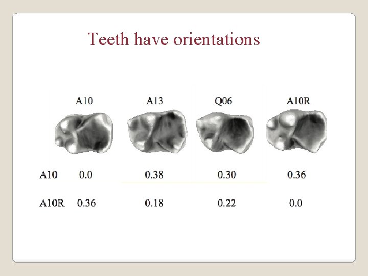 Teeth have orientations 