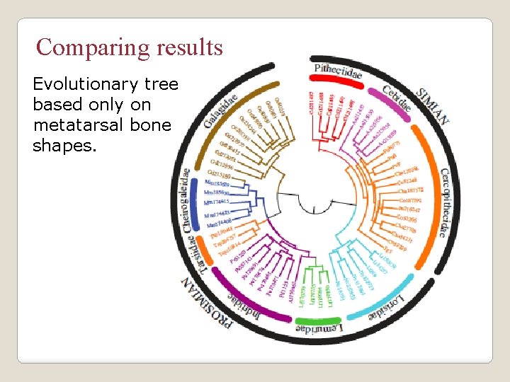 Comparing results Evolutionary tree based only on metatarsal bone shapes. 