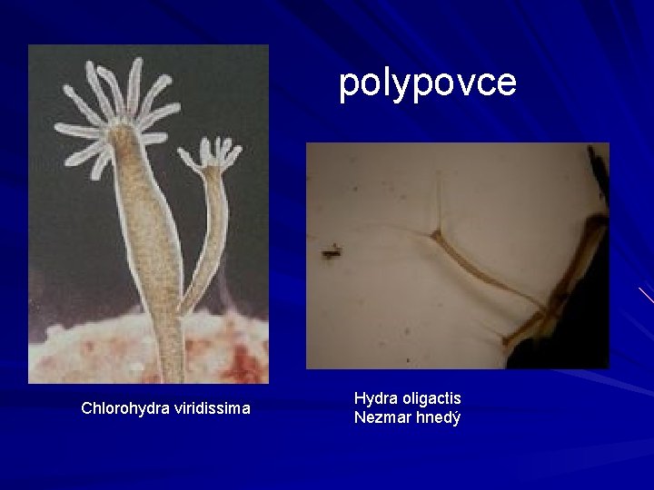 polypovce Chlorohydra viridissima Hydra oligactis Nezmar hnedý 