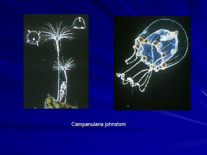 Campanularia johnstoni 