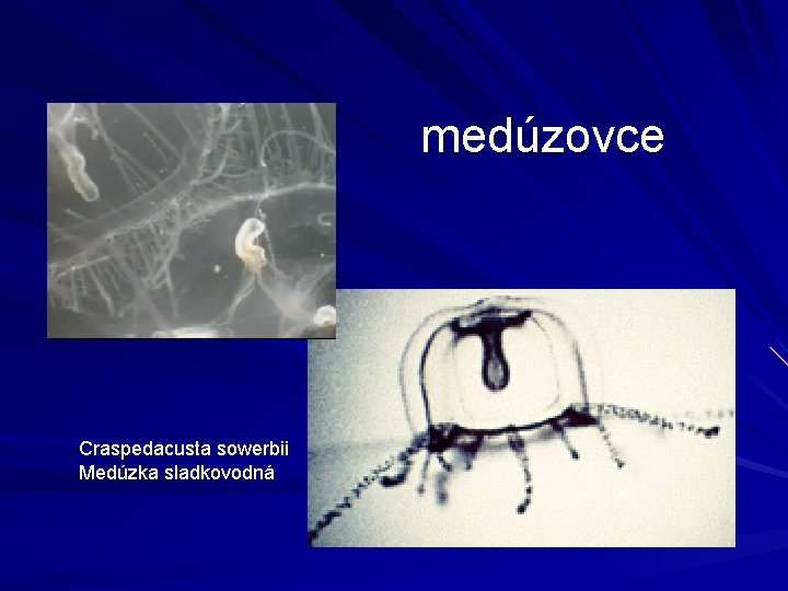 medúzovce Craspedacusta sowerbii Medúzka sladkovodná 