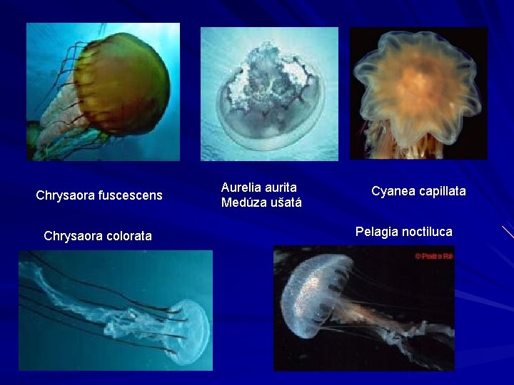 Chrysaora fuscescens Chrysaora colorata Aurelia aurita Medúza ušatá Cyanea capillata Pelagia noctiluca 