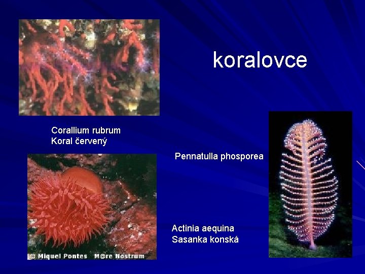 koralovce Corallium rubrum Koral červený Pennatulla phosporea Actinia aequina Sasanka konská 