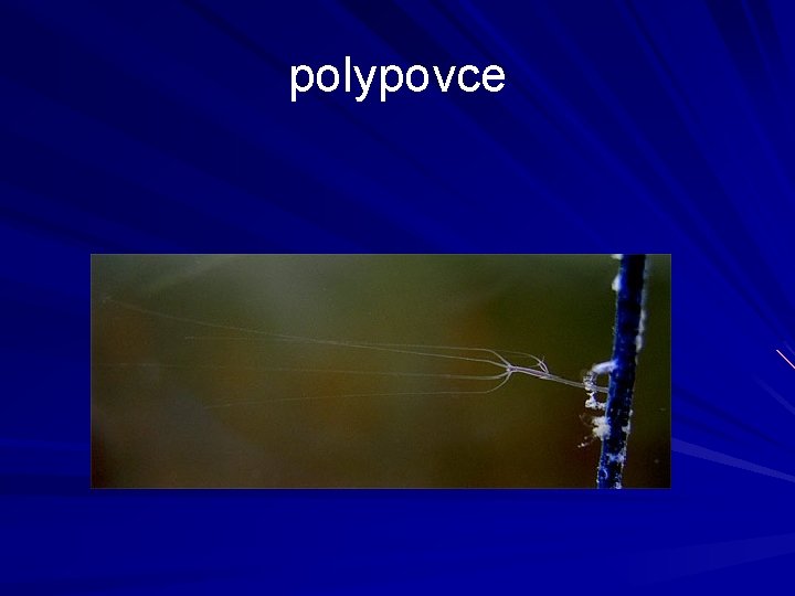 polypovce 