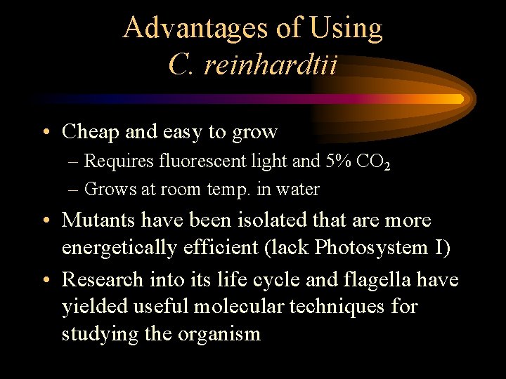 Advantages of Using C. reinhardtii • Cheap and easy to grow – Requires fluorescent