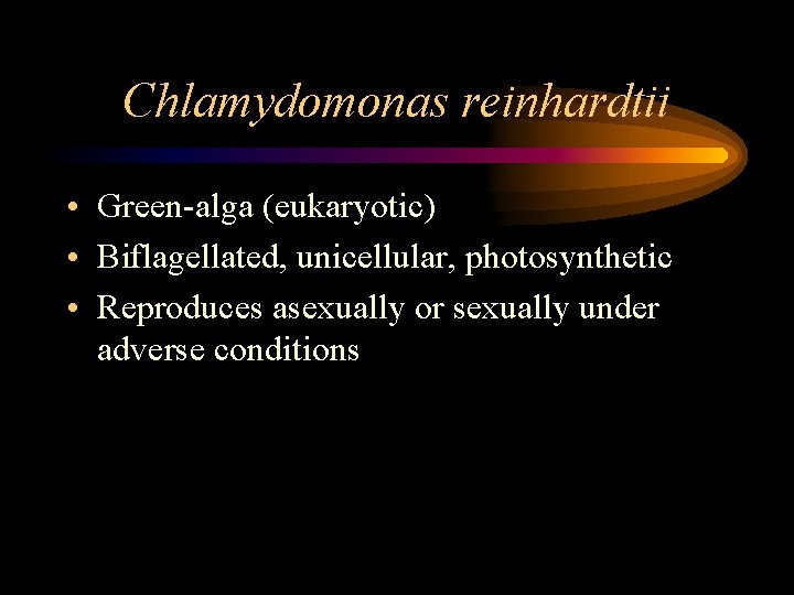 Chlamydomonas reinhardtii • Green-alga (eukaryotic) • Biflagellated, unicellular, photosynthetic • Reproduces asexually or sexually