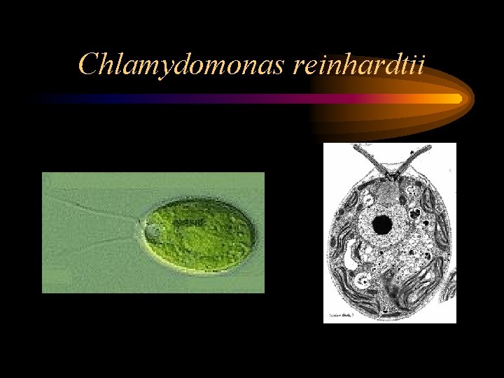 Chlamydomonas reinhardtii 