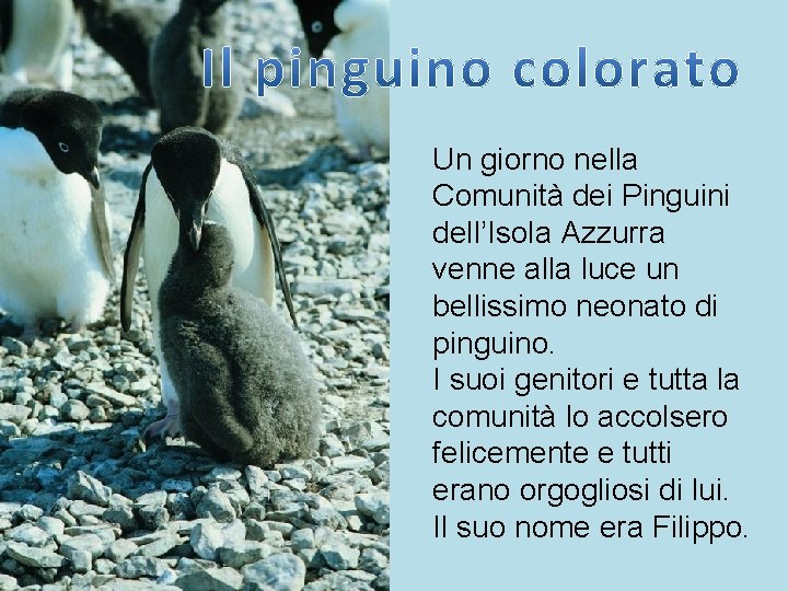 Un giorno nella Comunità dei Pinguini dell’Isola Azzurra venne alla luce un bellissimo neonato