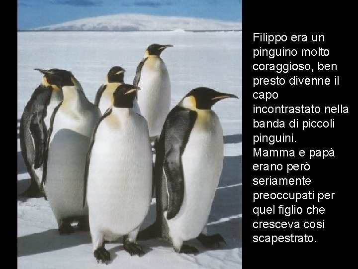 Filippo era un pinguino molto coraggioso, ben presto divenne il capo incontrastato nella banda