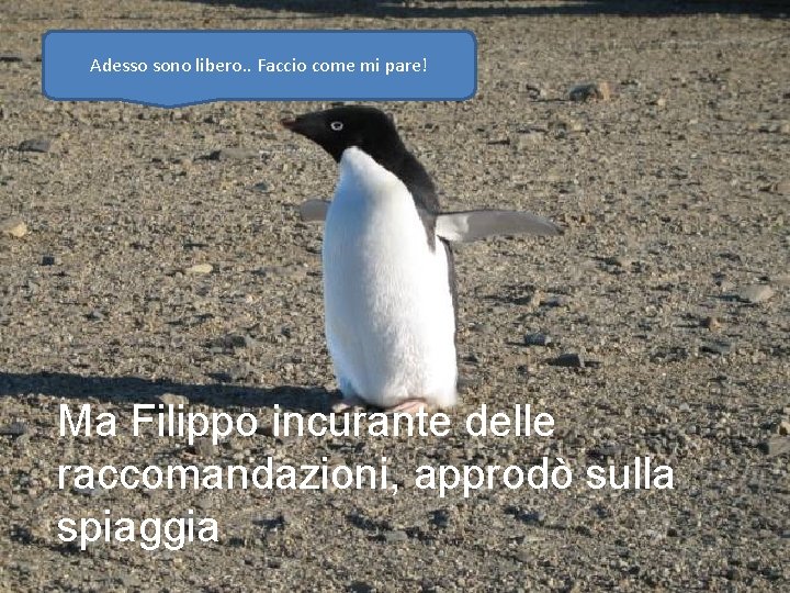 Adesso sono libero. . Faccio come mi pare! Ma Filippo incurante delle raccomandazioni, approdò