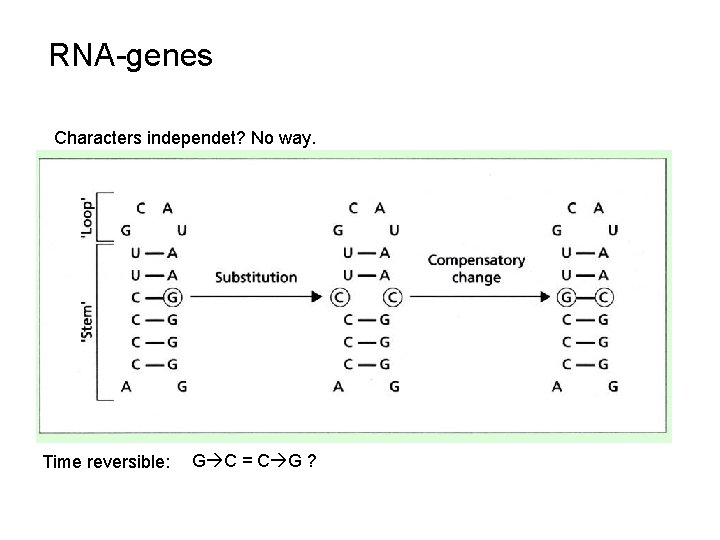 RNA-genes Characters independet? No way. Time reversible: G C = C G ? 