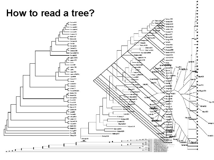 How to read a tree? 
