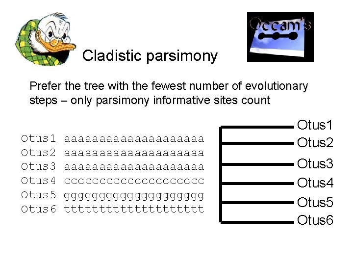 Cladistic parsimony Prefer the tree with the fewest number of evolutionary steps – only