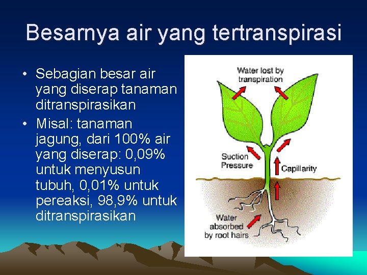 Besarnya air yang tertranspirasi • Sebagian besar air yang diserap tanaman ditranspirasikan • Misal: