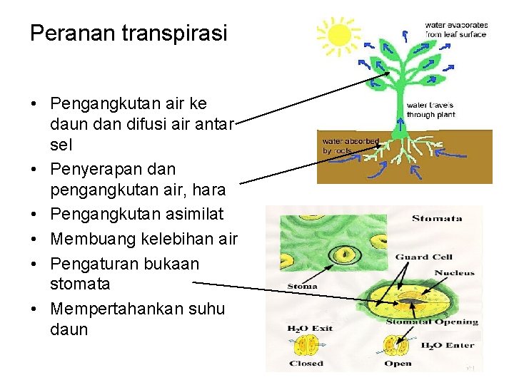 Peranan transpirasi • Pengangkutan air ke daun dan difusi air antar sel • Penyerapan