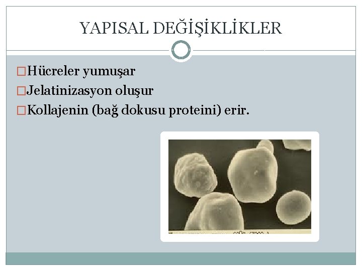 YAPISAL DEĞİŞİKLİKLER �Hücreler yumuşar �Jelatinizasyon oluşur �Kollajenin (bağ dokusu proteini) erir. 