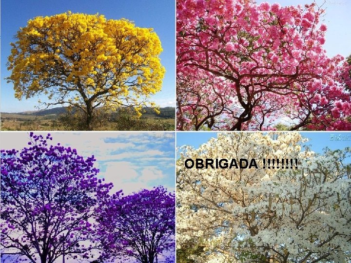 OBRIGADO !!! OBRIGADA !!!! 