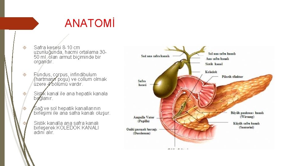 ANATOMİ Safra kesesi 8 -10 cm uzunluğunda, hacmi ortalama 3050 ml olan armut biçiminde