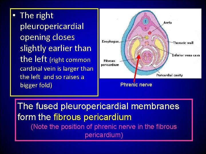  • The right pleuropericardial opening closes slightly earlier than the left (right common