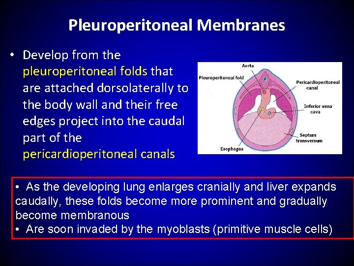 Pleuroperitoneal Membranes • Develop from the pleuroperitoneal folds that are attached dorsolaterally to the