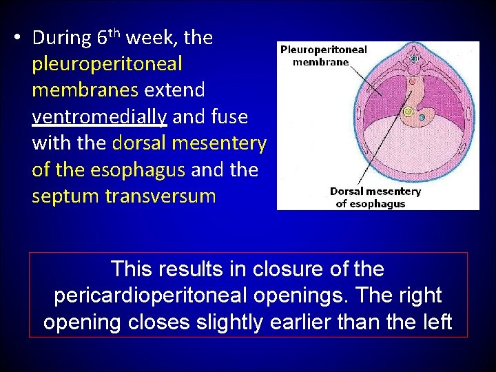  • During 6 th week, the pleuroperitoneal membranes extend ventromedially and fuse with