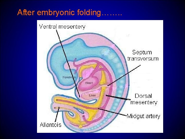 After embryonic folding……. . 