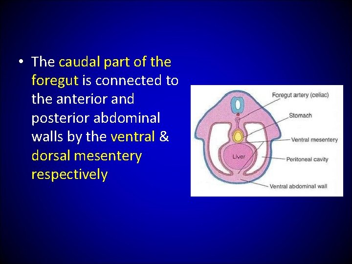  • The caudal part of the foregut is connected to the anterior and