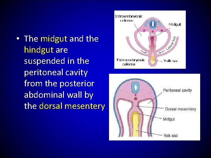  • The midgut and the hindgut are suspended in the peritoneal cavity from