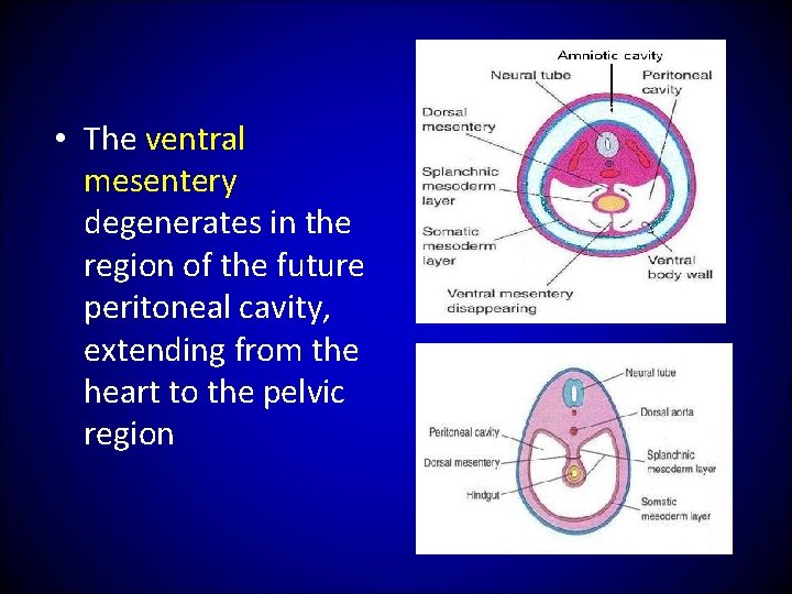  • The ventral mesentery degenerates in the region of the future peritoneal cavity,