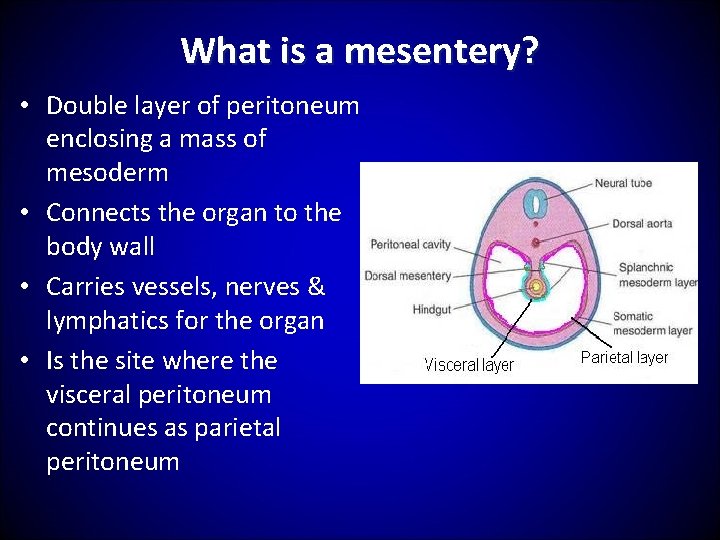 What is a mesentery? • Double layer of peritoneum enclosing a mass of mesoderm