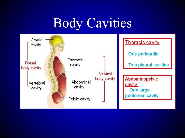 Body Cavities Thoracic cavity contains: • One pericardial & • Two pleural cavities Abdominopelvic