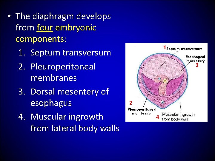  • The diaphragm develops from four embryonic components: 1. Septum transversum 2. Pleuroperitoneal