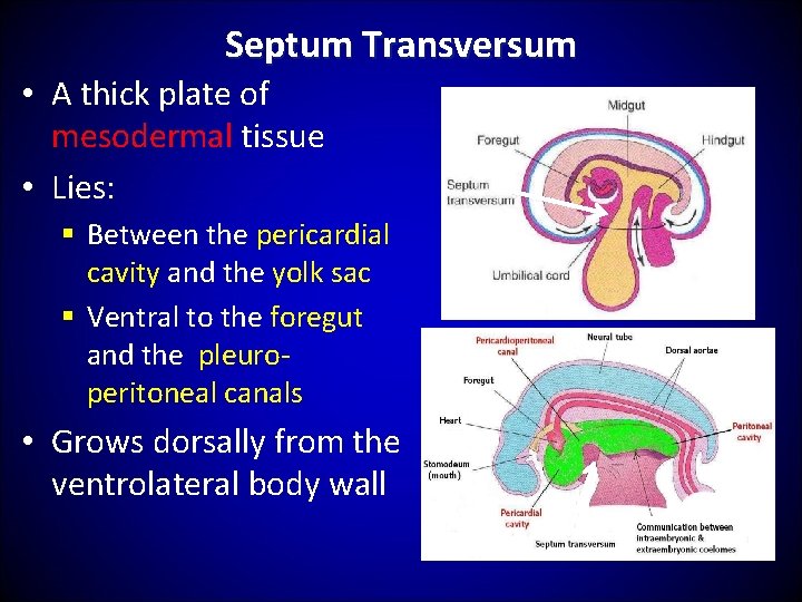 Septum Transversum • A thick plate of mesodermal tissue • Lies: § Between the