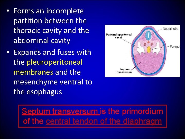  • Forms an incomplete partition between the thoracic cavity and the abdominal cavity