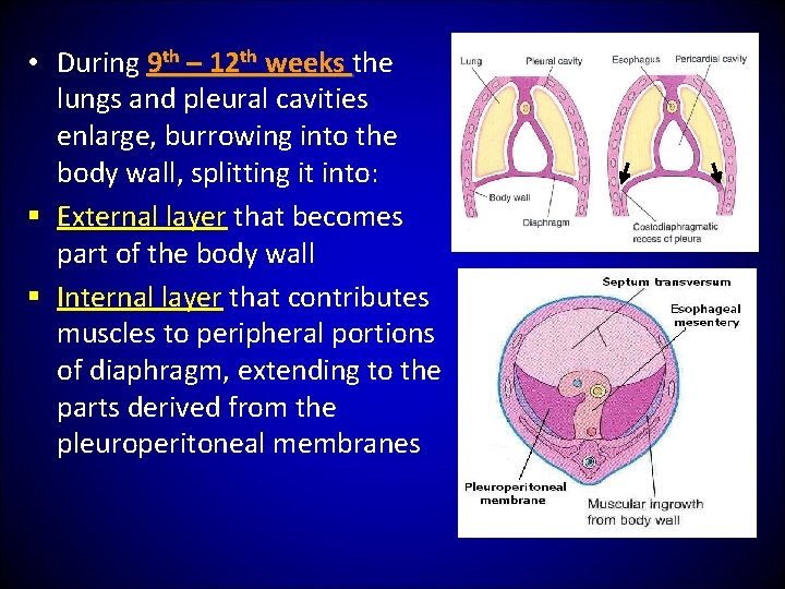  • During 9 th – 12 th weeks the lungs and pleural cavities