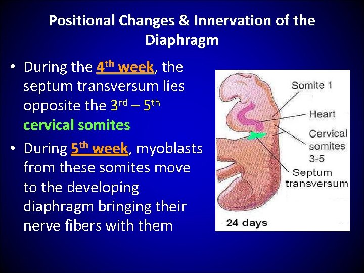 Positional Changes & Innervation of the Diaphragm • During the 4 th week, week