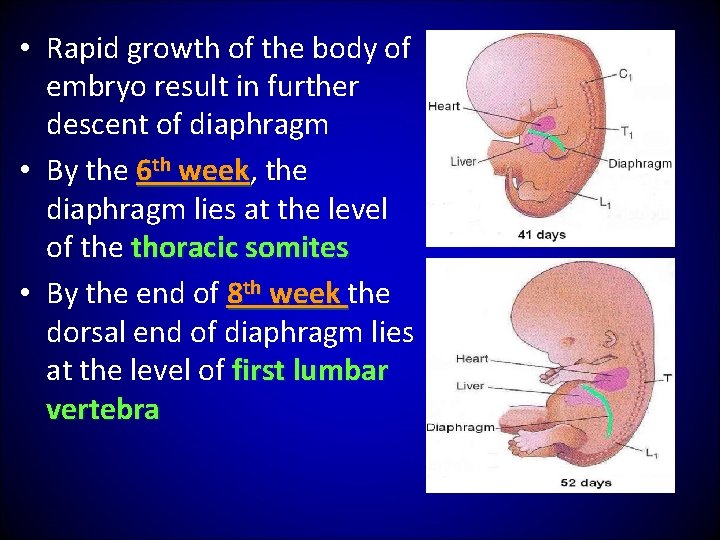  • Rapid growth of the body of embryo result in further descent of
