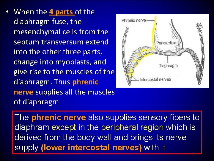  • When the 4 parts of the diaphragm fuse, the mesenchymal cells from