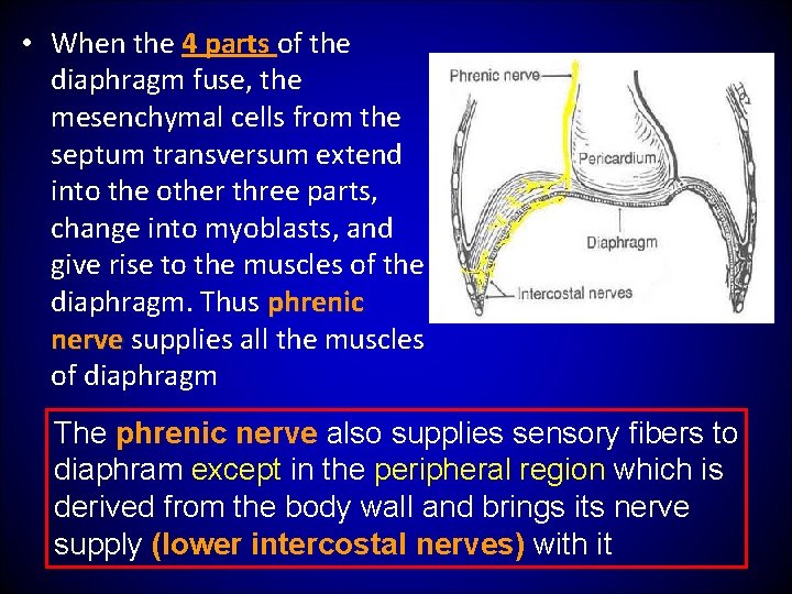  • When the 4 parts of the diaphragm fuse, the mesenchymal cells from