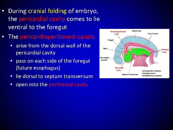  • During cranial folding of embryo, the pericardial cavity comes to lie ventral